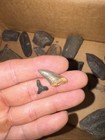 Peace River Fossils — photo 3