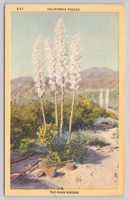 California Yuccas ''The Four Sisters'' Linen Postcard S-27 Frasher Foto 1940s