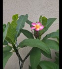 (Rare) JJ Mona Lisa Plumeria Cutting (UNROOTED) — photo 4
