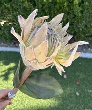 Protea floral stems Tropical silk flowers Yellow White Giant 36  Artificial