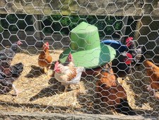 Cockerel Chickens (Bantam breed) free