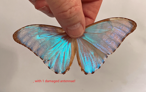 MORPHO AURORA ssp.AURORA**** male *****Bolivia