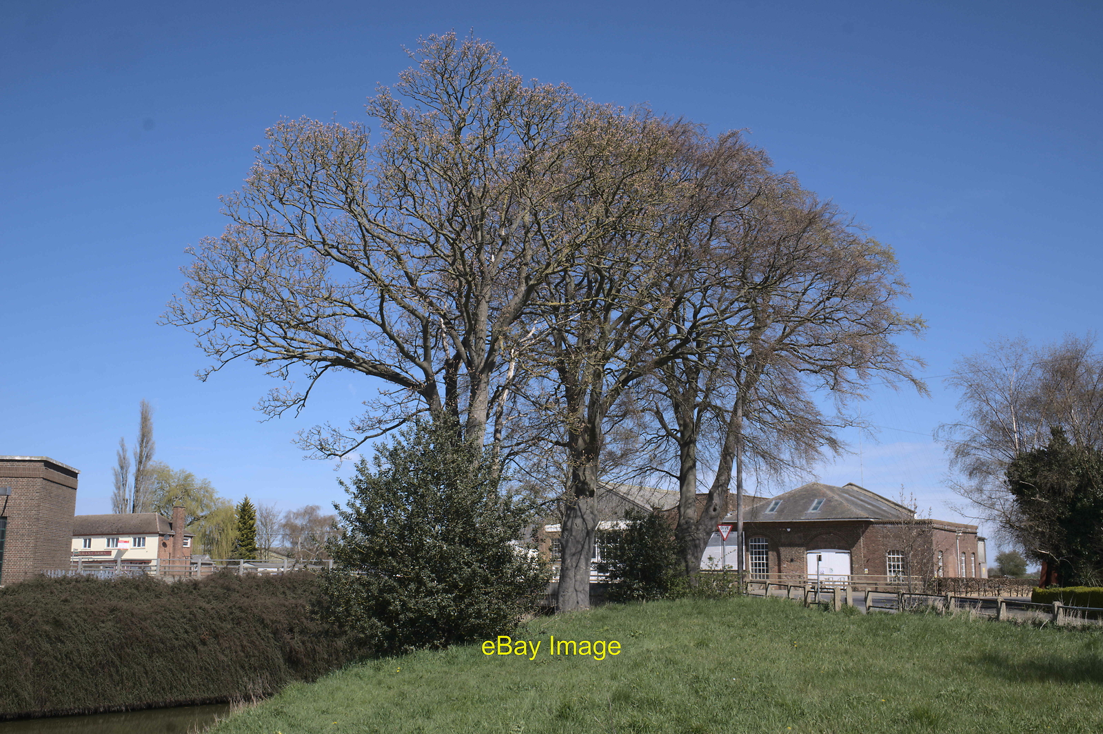 FILA Photo 6x4 Trees in the village Pode Hole A short row of trees growing in c2021