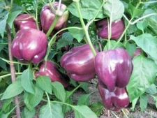 Purple Beauty Bell Pepper Seeds 30+ Sweet Capsicum Annuum Vegetable USA FREE S&H
