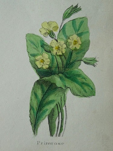 The Complete Herbal PLATE 15 Botanical illustration by Nicholas Culpeper c1850 - Picture 11 of 14