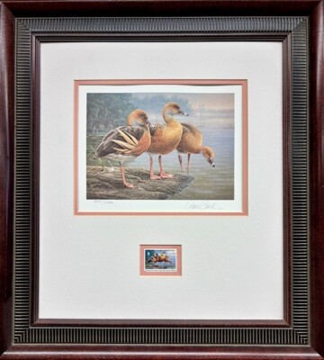 Daniel Smith ''Australian Plumed Whistling Duck''  Hand Signed  Framed  Art NEW