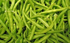Bean seeds Commodore Bush Vegetable High Yields Fresh or Frozen 