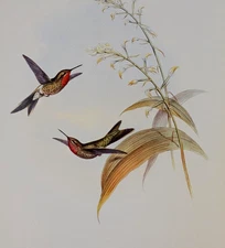 Gould CHARLES'S COMET Hummingbird Vtg Illustration Bird Art Print Bookplate 177