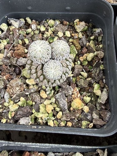 Rara Succulenta Pelecyphora aselliformis autoradice decorazione giardino boutique 2-3 cm - Foto 2 di 2