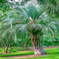 10 Jelly Pindo Palm Tree Seeds (Butia capitata) Cold Hardy Tropical Fruit Plant