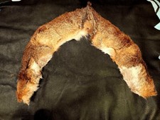 european red fox collar scarf fur hide pelt taxidermy