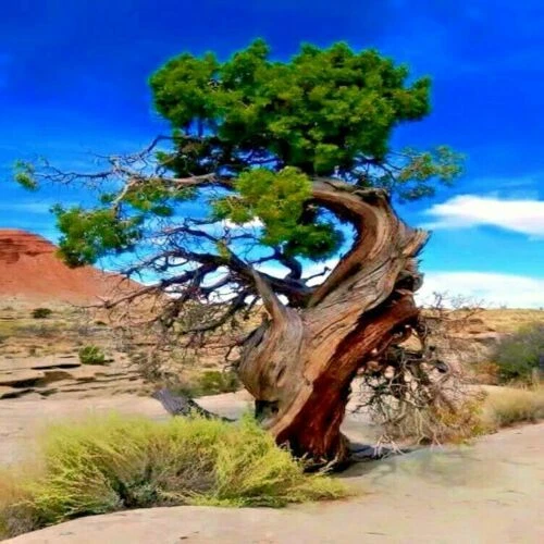 20 semillas de pino Bristlecone (Pinus aristata) "¡ÁRBOL VIVO MÁS ANTIGUO DEL MUNDO!" Foto 2 de 4