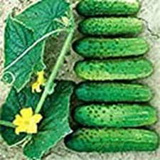 Cross Country Cucumbers Seeds (((25 Seed Packet))) (More Heirloom, Organic, Non 