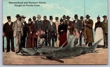 K55/ Largo Florida Postcard c1910 Hammerhead Mackerel Shark Fishing 324