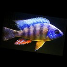 LIVE 4" AFRICAN CICHLID Taiwan Reef Cichlid (Protomelas Sp.) Male (GRADE-A)