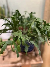 Thanksgiving Cactus Baby