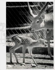 1992 Press Photo Baby Formosan Sika deer and father at Franklin Park Zoo