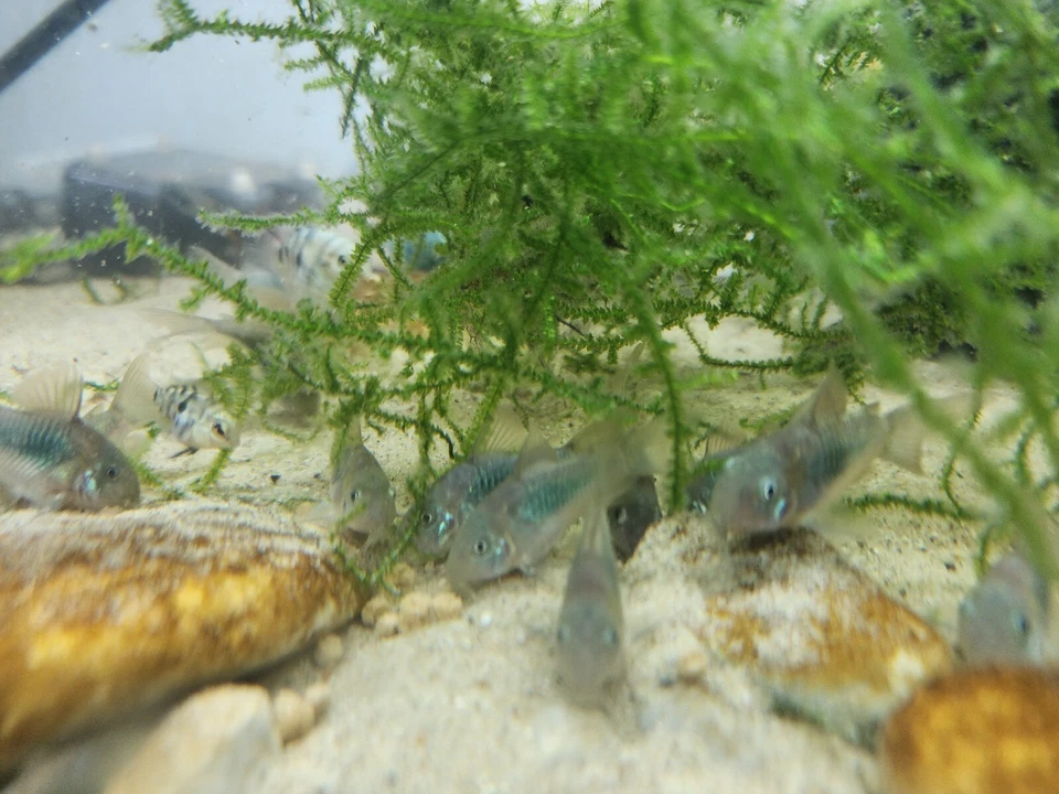 Grupo de Corydoras Esmeralda Verde Envío Gratis 2 Días Foto 3 de 4