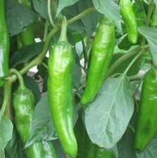 Anaheim Chili Hot Pepper Seeds | NON-GMO | Heirloom | Fresh Garden Seeds