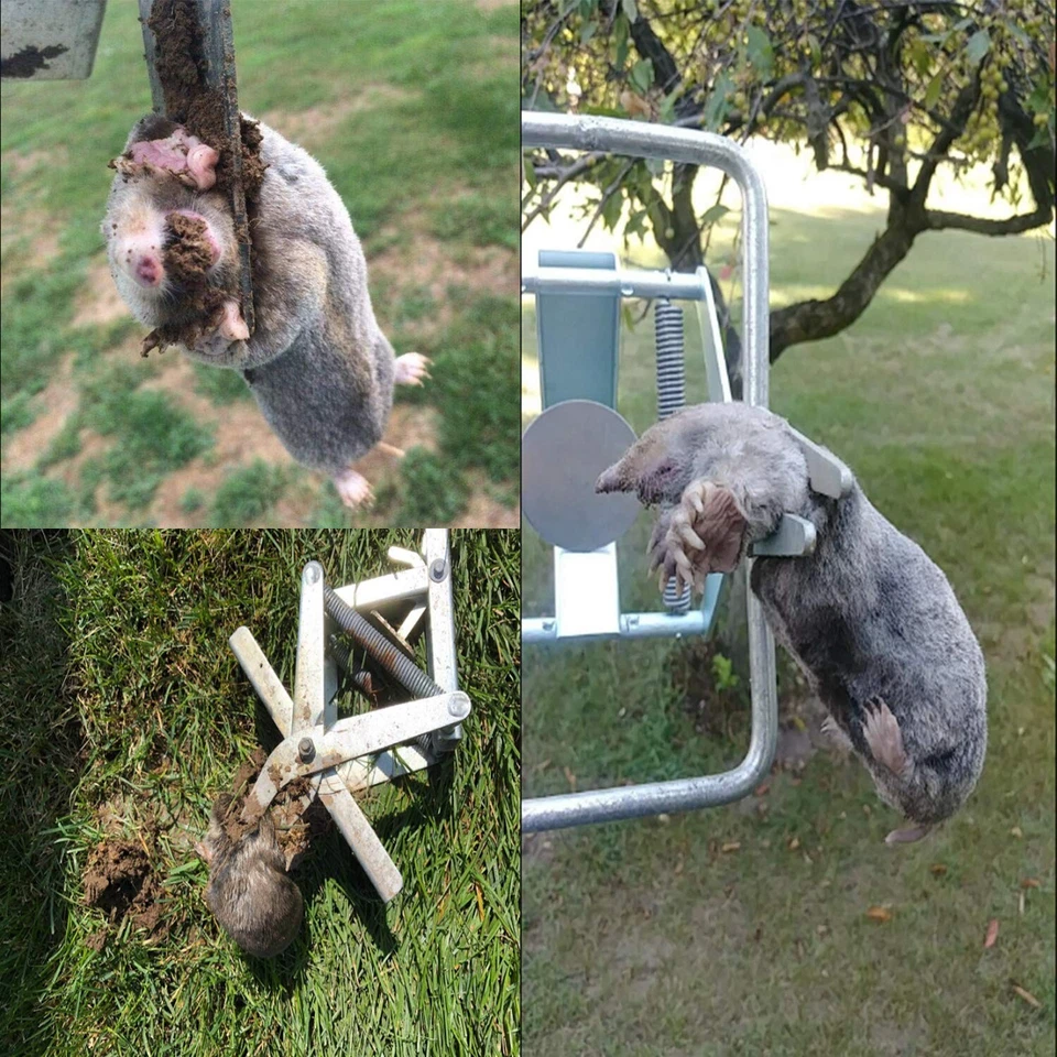 PACK de 2 trampas eliminadoras de lunares, trampa para topos y topos, trampa para topos de acero galvanizado Foto 4 de 4