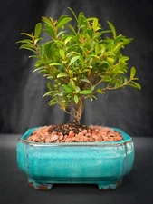 BRUSH CHERRY IN A 6INCH BONSAI POT BEGINNER