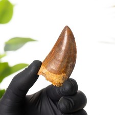 2.19 Inch 