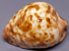 SEA SHELL CYPRAEA ZOILA ELUDENS STRICKLANDI 37.1 mm. RARE, DWARF, GREAT SHELL