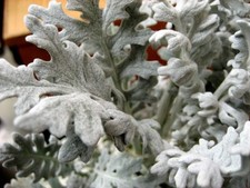 Senecio Cineraria 'Silverdust' - 100 Seeds