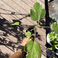 The God Father Fig Tree 🌲