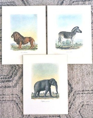 Georges Cuvier~ 1992 Arti Grafiche Ricordi  Illustration Prints From Milan Italy