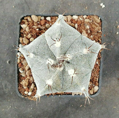 ASTROPHYTUM HYBRID CV.CURLY SPINE IL GIARDINO DI MAYA CACTUS PIANTE 6105 - Foto 4 di 5