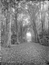 The Kilruddery House Grove Bray Co Wicklow Ireland c1900 OLD PHOTO