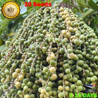 RARE 10 Fresh Seeds of Caryota mitis Variegated - Exotic Variegated Fishtail Pal