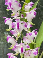 Set Of 2 Orchids Aerides Lawrencea And Aer. Houlletiana Fragrant  Species  Vanda