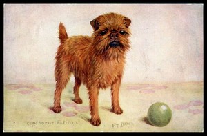 BRUSSELS GRIFFON Bruxellois Belgian Dog Postcard by F T Daws Spratts Patent