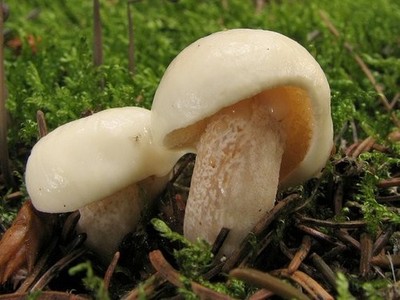 Suillus placidus White Pine Bolete Dry Grain Mycelium Worldwide Delivery 99