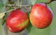 25+ Crimson Crisp Apple Seeds for Garden Planting - USA - FREE SHIPPING!
