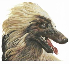 Afghan Hound - CUSTOM MATTED - 1988 Vintage D...