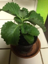 Cuban Oregano Starter Plant - Plectranthus Amboinicus 5 In Tall Comes In A Pot