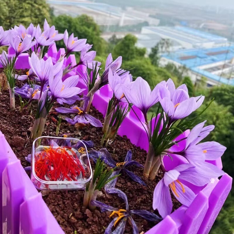 25pc CROCUS SAFFRON SEEDS Garden Plant Flower exotic USA seller