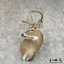 #26040 E | Whitetail Deer Taxidermy Shoulder Mount For Sale