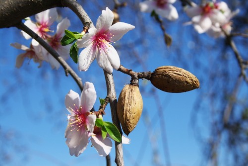 ALMOND TREE - BEAUTIFUL FLOWERING - BONSAI - PRUNUS DULCIS - 5 FRESH SEEDS - Picture 3 of 6