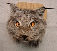 taxidermy lynx , wall mount 