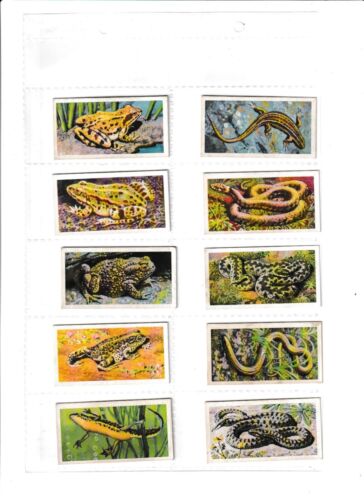 Full set of 50 British Wild Life (Brooke Bond & Co. Ltd.) Cards 1958. - Picture 10 of 11