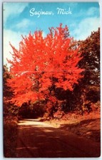 Postcard - A Maple Tree un Autumn Dress, Saginaw, Michigan