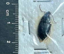 Coleoptera Carabidae, Calathus fuscipes - Italy, Tuscany (CB/123)