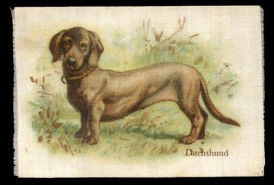 DACKEL GLATT DEUTSCH Daxi Wurst Hund SEIDE Zigarettenkarte B.A.T. 1910