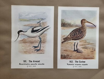 Common Indisch Vögel Zweiseitig Aufdruck Avocet Curlew Holz Sandpiper Little