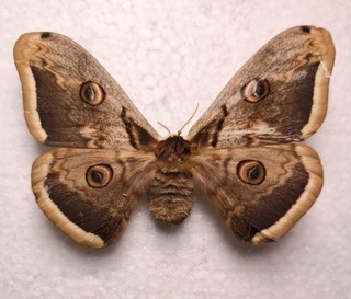 Saturnia pyri female beschädigt zum Basteln Schmetterlinge Entomologie