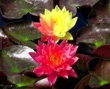 Wanvisa Cold Hardy Water Lily Mature Many Pads Free Bog Plant